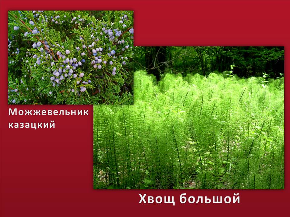 Красная книга донбасса животные и растения описание и фото