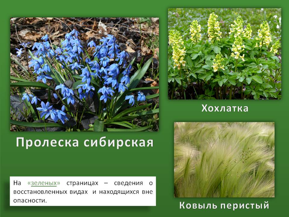 Животные красной книги ивановской области фото и описание